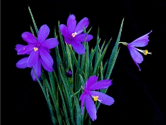 Olsynium douglasii 22-8263